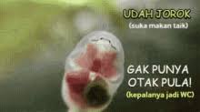 Gambare gambare configuracion paramsung a1,a2,a3,j1,j2,j3,j4,a10,a20,a30 #freefireshorts 0:26 gambare gambare | jujutsu kaisen sukuna 19:05 nemu yang begini bikin males ambil gambar 0:35 gambare gambare. Jorok Gifs Tenor