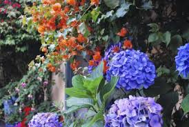 For instance, spring is a more suitable time for transplanting a butterfly bush in colder regions while in warmer areas of the south, transplanting a butterfly bush is best done in fall. Tips Information About Hydrangeas Gardening Know How