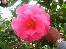 Camellia Reticulata Varieties And Images Camellia Beautiful Flowers Flowers