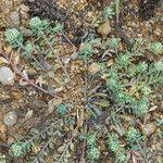 Image result for Corrigiola litoralis