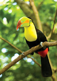 Colorful Toucan In The Costa Rican Jungle Beautiful Birds Pet Birds Countries In Central America
