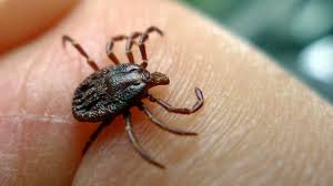 Have more than 35 years' experience in providing pest control service in kamloops for residential and commercial properties. Health Canada Reminds Public About Dangerous Bug Bits Vanderhoof Omineca Express