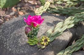 Image result for Opuntia imbricata