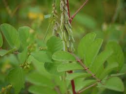 Image result for Indigofera kirkii