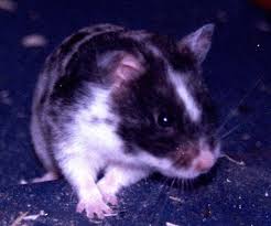 Colours and patterns many new colours were developed in syrian hamsters during the latter part of last century. How To Care For A Syrian Golden Hamster Pethelpful
