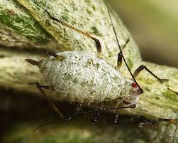 Image result for Polystachya macropoda