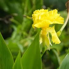 Image result for Canna sp. (cf. flaccida)