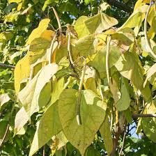 Image result for Catalpa