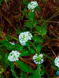 Image result for Mitracarpus