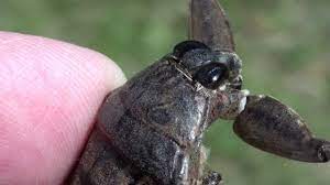 giant water bug belostomatidae lethocerus americanus close up of head and mouth youtube insect species bugs close up
