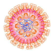 Both types of hsv can infect both the mouth and the genitals. Herpes Simplex Type 1 Virus Photograph By Mehau Kulyk