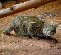 The andean mountain cat (leopardus jacobita) is a small wild cat native to high elevations of the andes mountains in south america. Rare Andean Mountain Cat Small Wild Cats Rare Cats Wild Cats