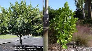 Best plant for hedges in florida. Clusia Plant Caring For Clusia Hedge Clusia Guttifera Rosea