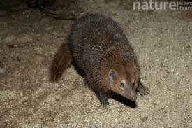 Image result for Cenchrus trisetus