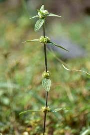 Image result for Spermacoce princeae