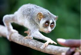 Top 10 Newly Discovered Species Of 2018 Weird Animals Slow Loris Bizarre Animals