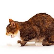 Sometimes the answer to the problem is quite simple and as a rule, a cat that vomits more than once or twice per week or is showing any additional symptoms (especially weight loss, diarrhea, excessive thirst. My Cat Threw Up Water