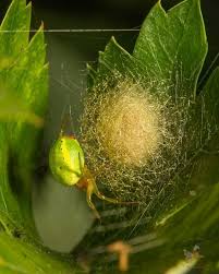 Cucumber Green Spider A Cucumber Green Spider Araniella Cucurbitina With Egg Sac These Small 5mm Spiders Can Be Seen Curled In Hedgerow Leaves Spider Uk