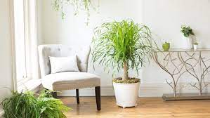 Ponytail palm is one of the unique plants storing water within its trunk. How To Grow Ponytail Palms Miracle Gro