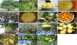 What kind of trees are used in south africa? Underutilized African Indigenous Fruit Trees And Food Nutrition Security Opportunities Challenges And Prospects Omotayo 2020 Food And Energy Security Wiley Online Library