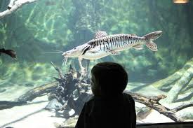 „mit einem laster fuhr der deutsche nach italien, um sich meerwasser f?r seine aquarien zu holen. Ausflug In Das Meeresaquarium Zella Mehlis Kinderorte Franken