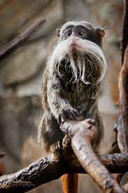 Emperor Tamarin Monkey Birdesigns Animals Beautiful Unusual Animals Funny Animals