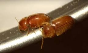 Susam Boceginden Kurtulmanin Yollari Bocekler