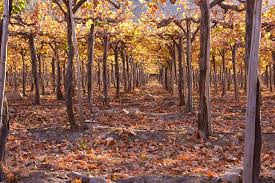 Resultado de imagen para La magnífica Ruta del Vino chile