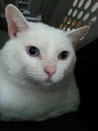 10 Year Old Snow Has The Most Beautiful Eyes Kittens Beautiful Eyes Most Beautiful Eyes
