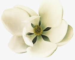 White Magnolia Flowers Png Clipart Beauty In Nature Blossom Close Up Flower Flower Head Free Png Pngtree offers over 30 white magnolia png and vector images, as well as transparant background white magnolia clipart images and psd files.download the free graphic resources in the form of png. white magnolia flowers png clipart