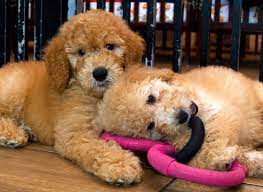 With our store locations across nsw, we make it easy to shop for all your pet's need from dogs to cats, dry food to wet food, toys to treats, our selection of over 25,000 products has something from puppy. Editorial State Needs Better Watch On Pet Store Puppy Sales Heraldnet Com