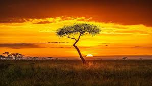 Landscape african africa nature safari wildlife elephant animal wild mammal 131 free images of african landscape / 2 ‹ › African Landscape Photographs Fine Art America