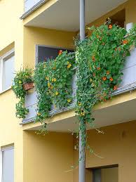 Kapuzinerkresse Tropaeolum Verwendung Bei Der Fassadenbegrunung Kapuzinerkresse Grune Fassade Balkon Pflanzen