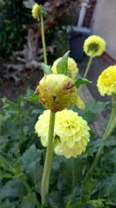 Yellow Dahlia Buds Turning Brown Flowers Forums