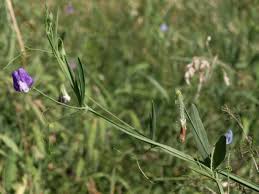Image result for Lathyrus hirsutus