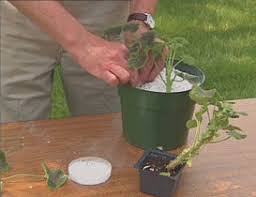 Image result for cuttings of geraniums