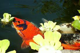 So i bought a very nice koi today and as always when u get home the koi aisnt the size u were told it was supposed to be 11 inches at the biggest i measure it and it's way to big so until infind a bigger pond i'm worried he will eat my smaller koi paid 75 for a beautiful aka bekko and i can't take it to the pet store cus it's way to nice so i'm lookin in the mean time will he eat the smaller ones? Nishiki Colorful Koi Feeding Koi How Feed Koi What To Feed Koi When To Feed Koi