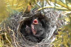 What Do Baby Birds Eat Feeding Chicks