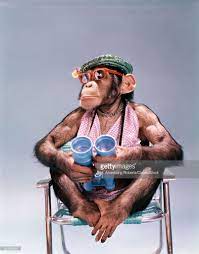 1960s chimpanzee monkeys funny cute baby monkey chimpanzee