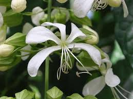 Image result for Clerodendrum abilioi