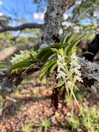 Image result for Cyrtorchis glaucifolia