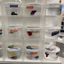 Gently remove your betta fish with a net and place it into a separate clean bowl of water. The Truth About Betta Fish Read This Before You Buy One Livekindly