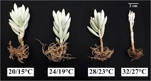 Image result for Senecio sp.no.2