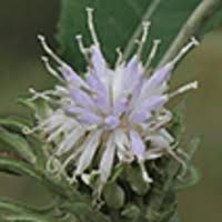 Image result for Ethulia vernonioides