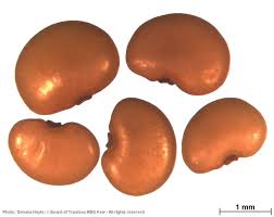 Image result for Pleurolobus