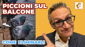 🏡 COME ALLONTANARE TUTTI I PICCIONI DAL BALCONE DI CASA TUA: ECCO COSA  FARE ! 🏡 #lecasedellacorte