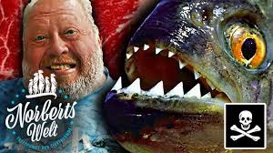 Piranhas: blutgierige Räuber?
