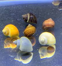 Buy Mystery Snails X3 Pomacea Bridgesii Large Mix Pack Live Freshwater Snails Online In Usa B08zl8rwrm
