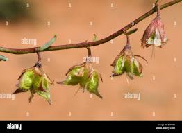 Image result for Hermannia quartiniana