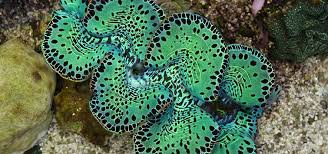 Image result for Tricalysia niamniamensis